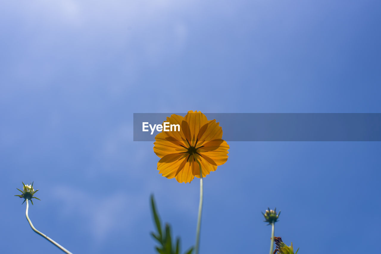 CLOSE-UP OF YELLOW FLOWERING PLANT AGAINST BLUE SKY