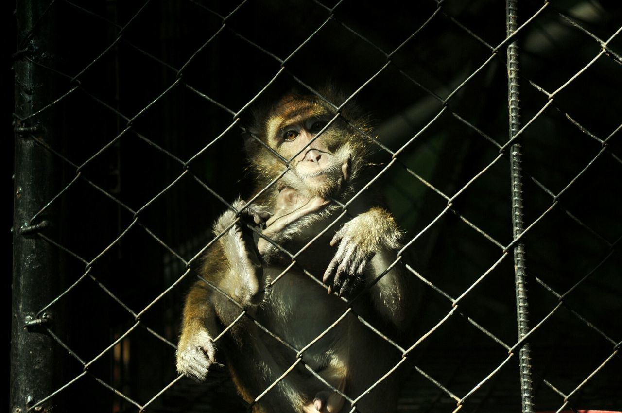 Portrait of monkey in cage