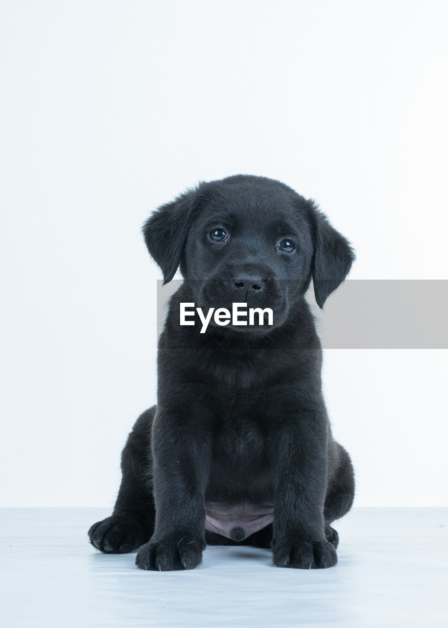 Portrait of puppy against white background