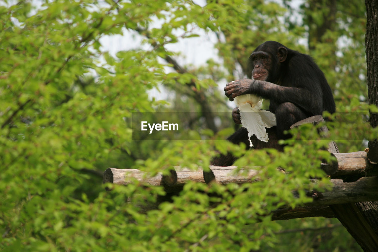 MONKEY ON TREES IN FOREST