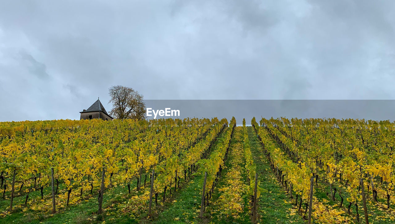 VINEYARD AGAINST SKY