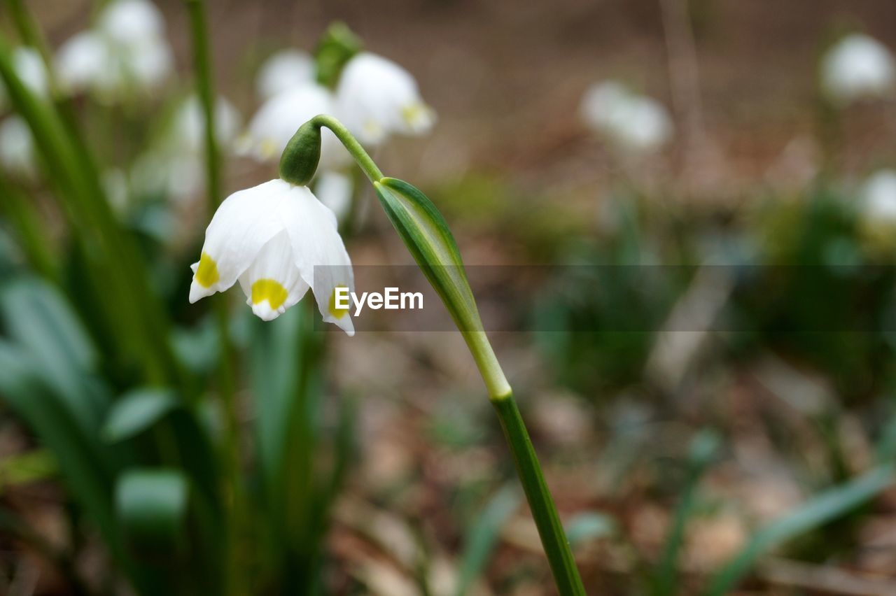 CLOSE-UP OF WHITE FLOWER