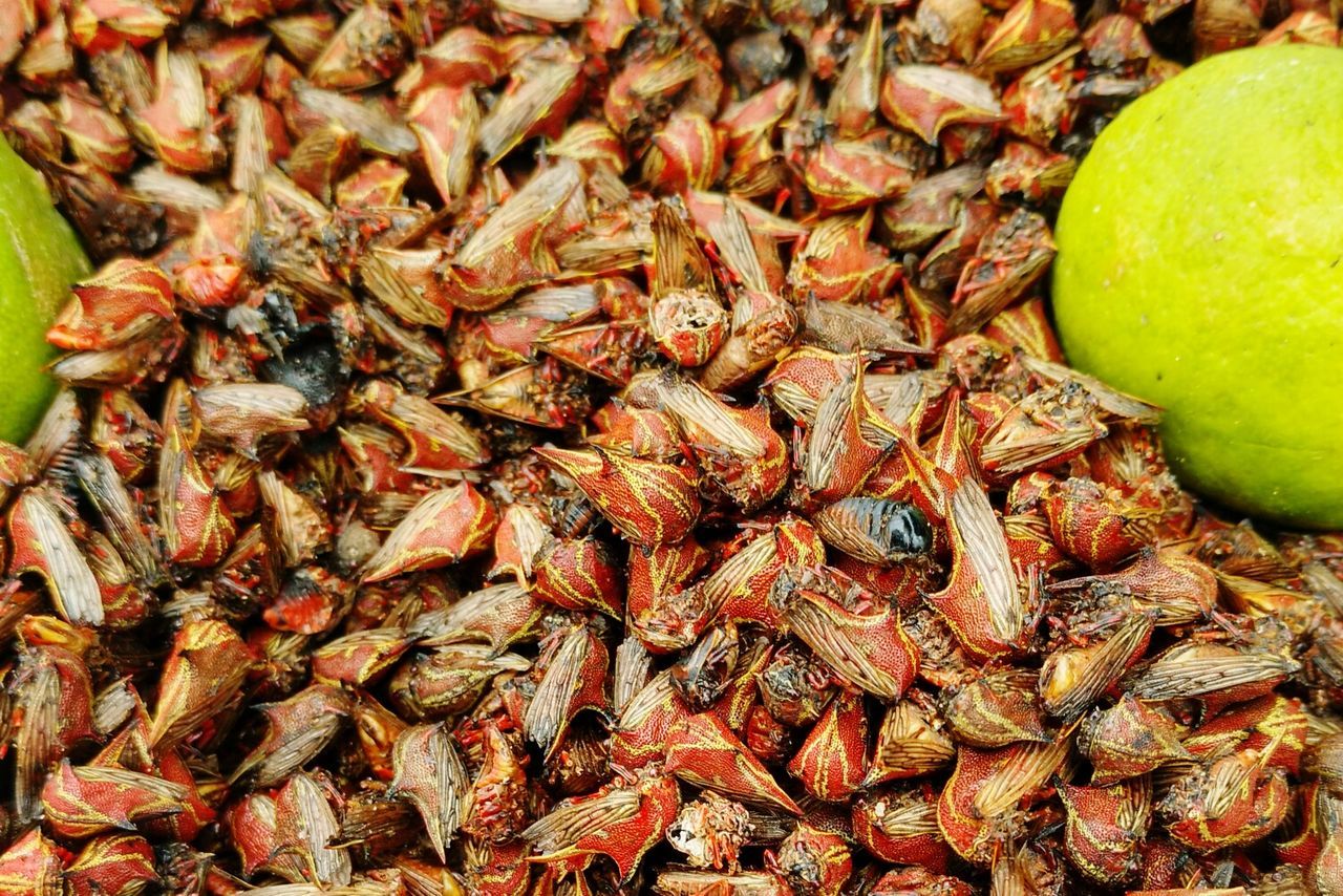 FULL FRAME SHOT OF PRAWNS