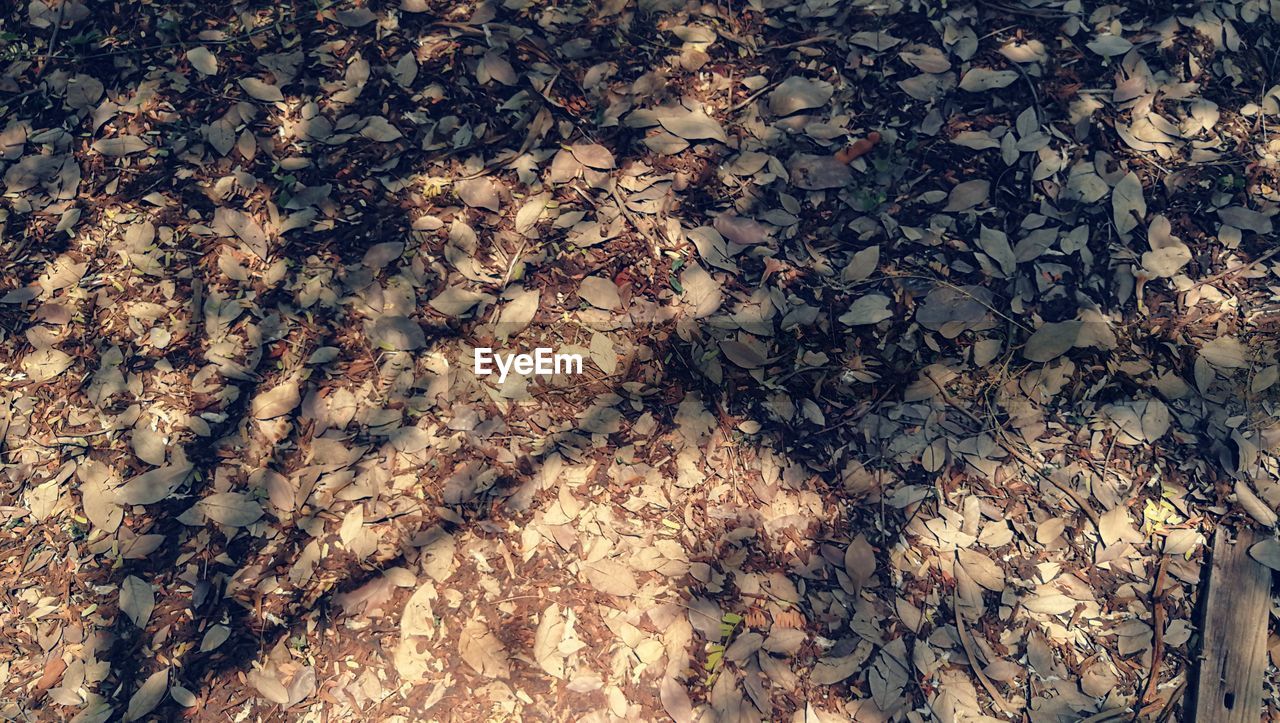 HIGH ANGLE VIEW OF IVY ON PLANT