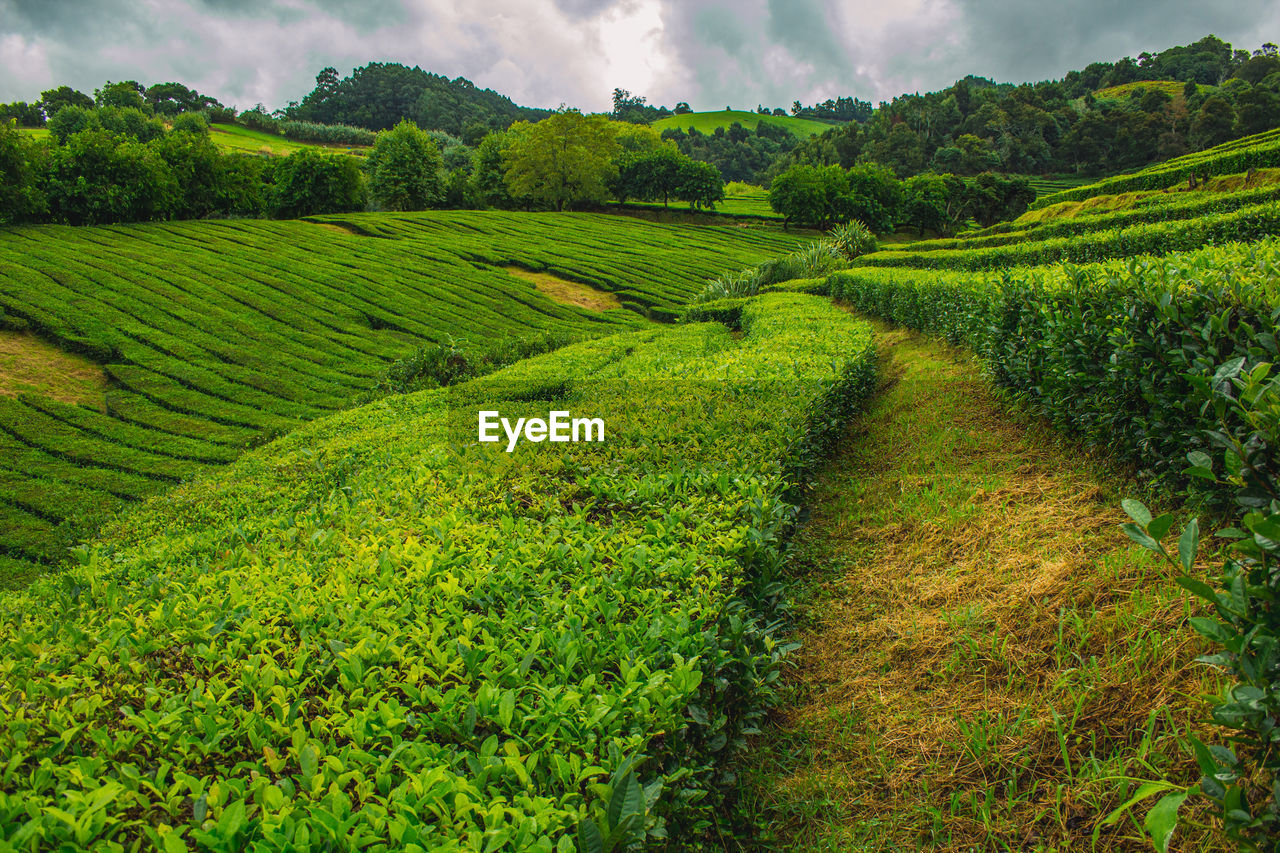 SCENIC VIEW OF FARMS AGAINST SKY