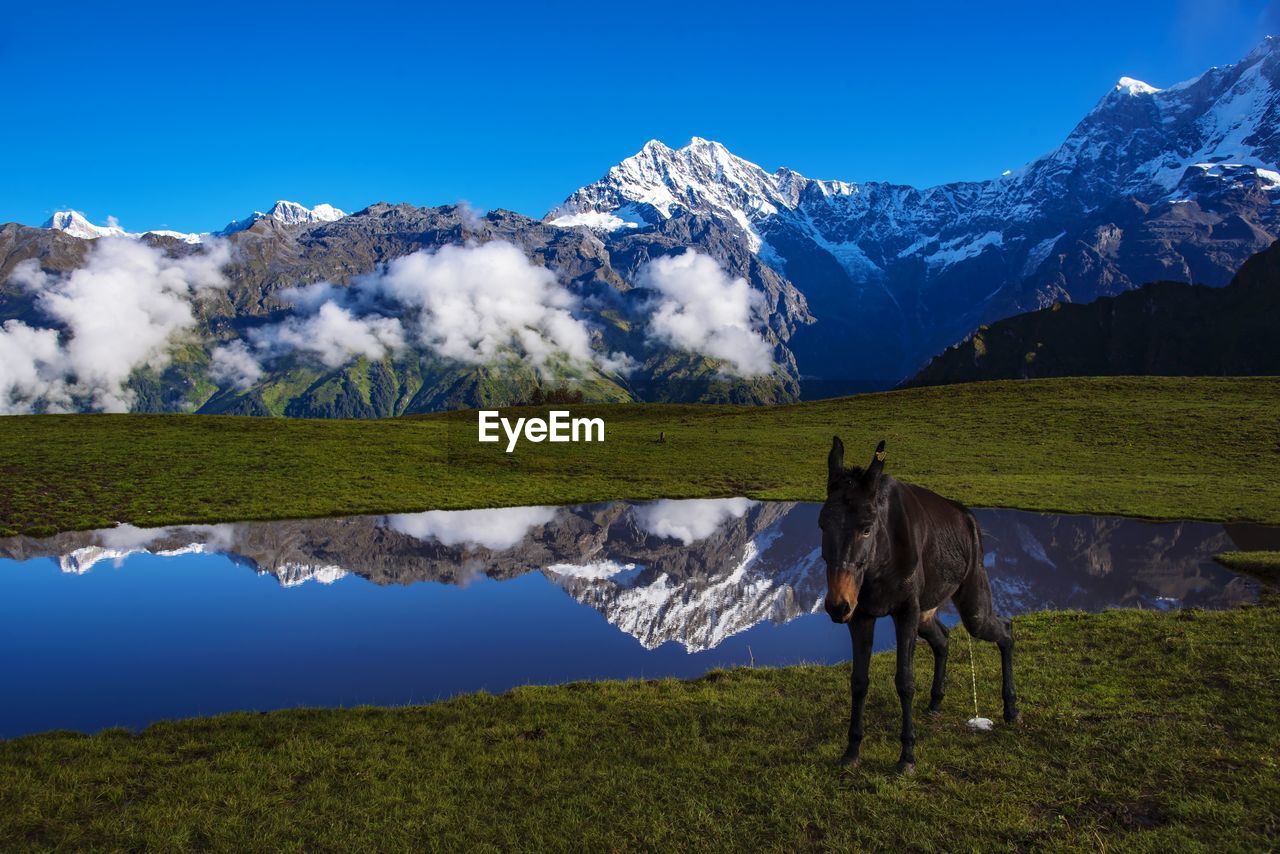 PANORAMIC VIEW OF HORSE ON FIELD AGAINST SKY