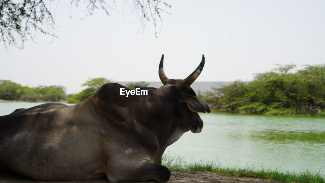 animal themes, animal, mammal, animal wildlife, one animal, wildlife, cattle, water, nature, water buffalo, domestic animals, bull, no people, plant, horned, lake, horn, outdoors, day, livestock, side view, tree