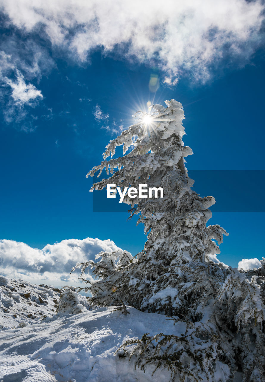Low angle view of snowcapped tree against blue sky