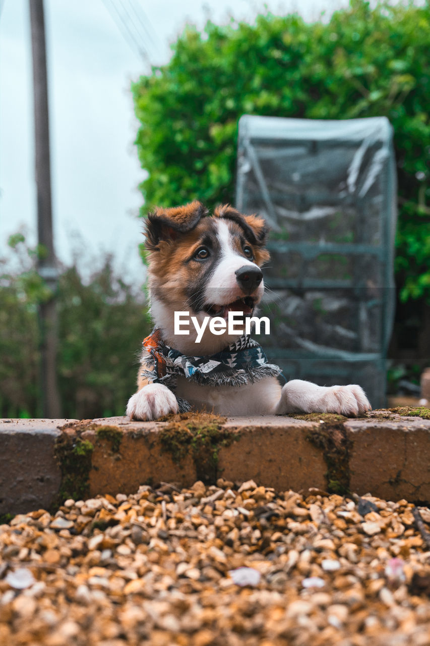 DOG LOOKING AWAY WHILE SITTING IN A PARK