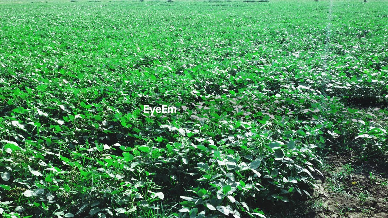 HIGH ANGLE VIEW OF FRESH PLANTS ON FIELD