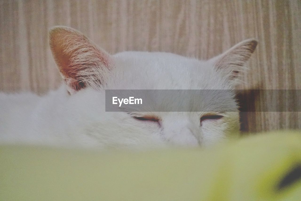 CLOSE-UP OF A CAT LYING ON THE BACKGROUND