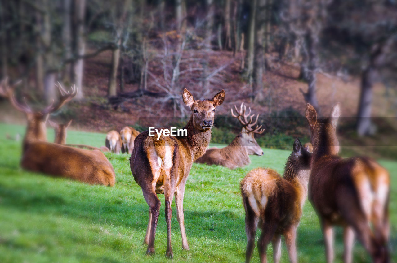 Deers and stag on field