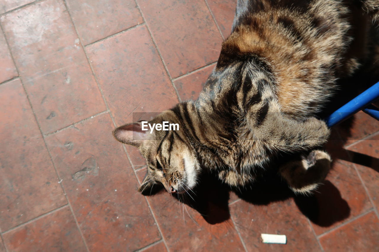 High angle view of cat sleeping on tiled floor