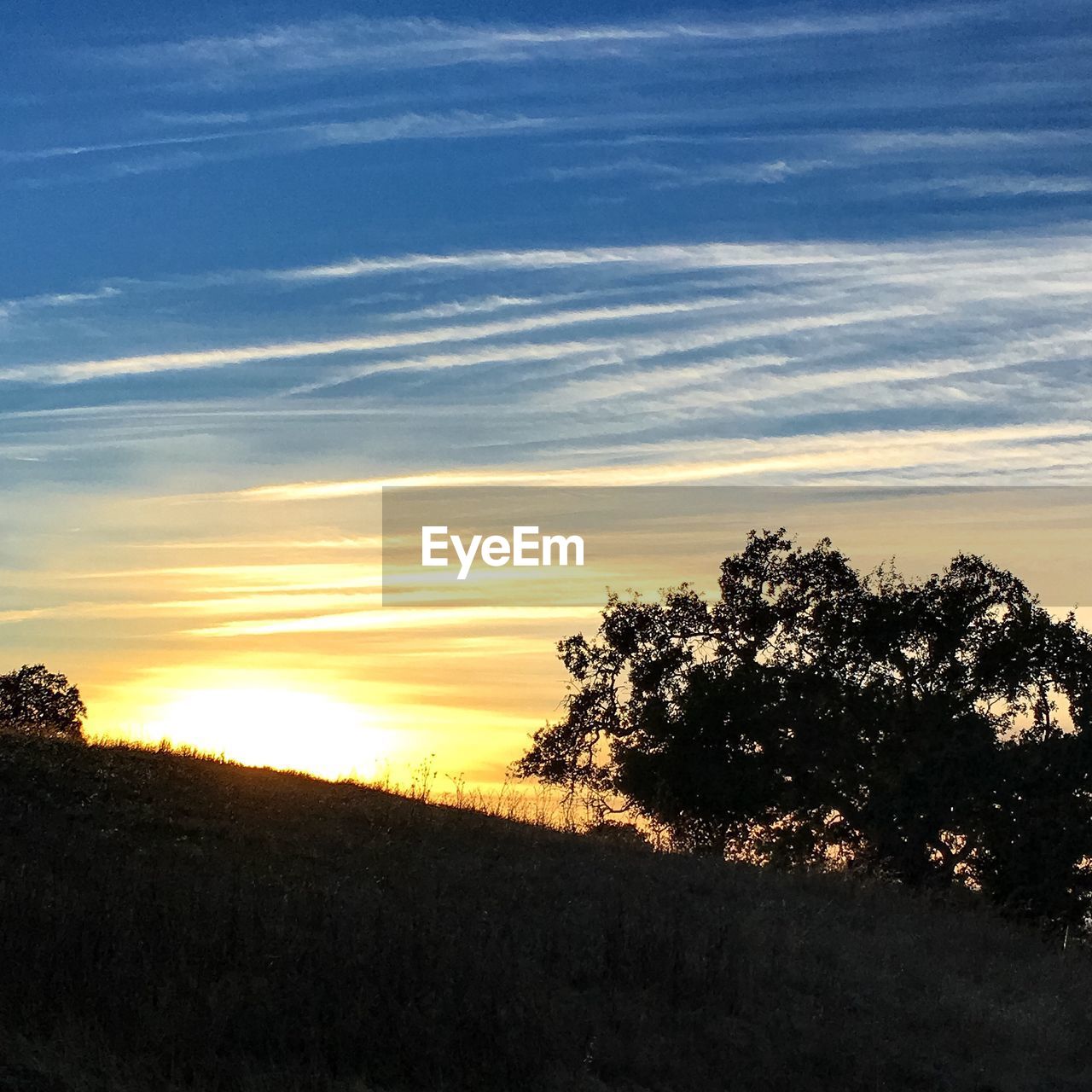 SILHOUETTE OF TREES ON LANDSCAPE