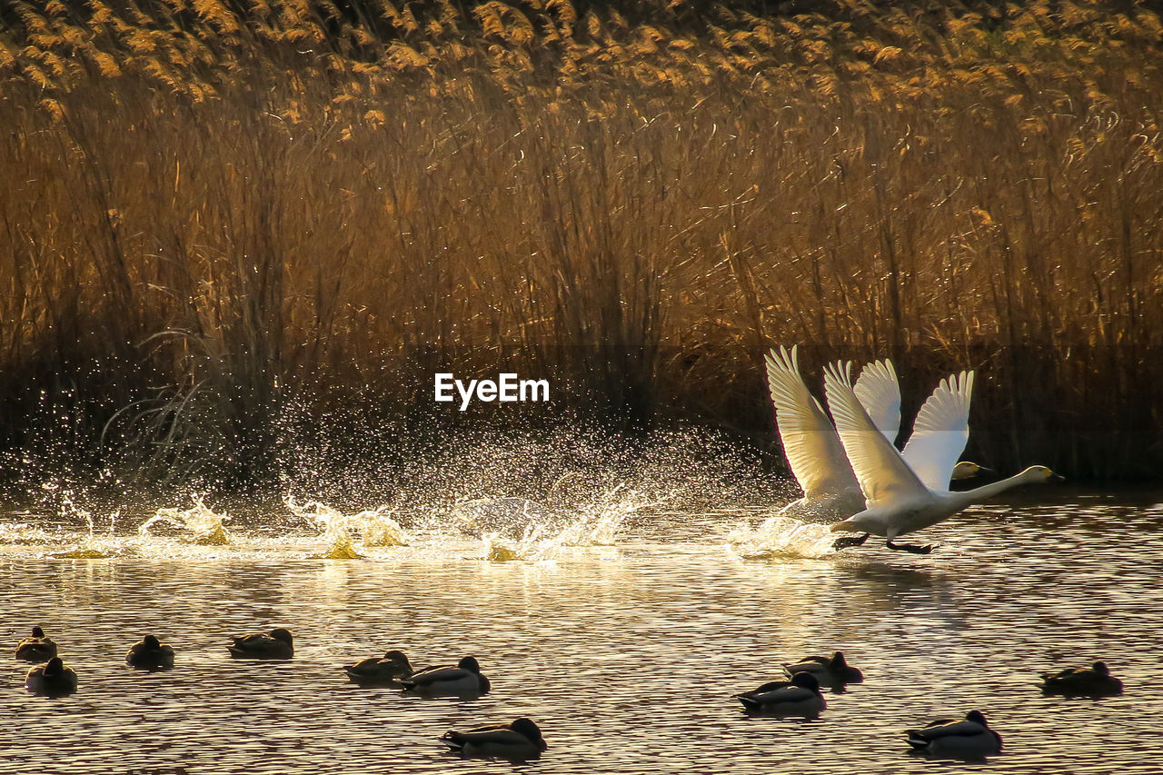 VIEW OF BIRDS IN LAKE