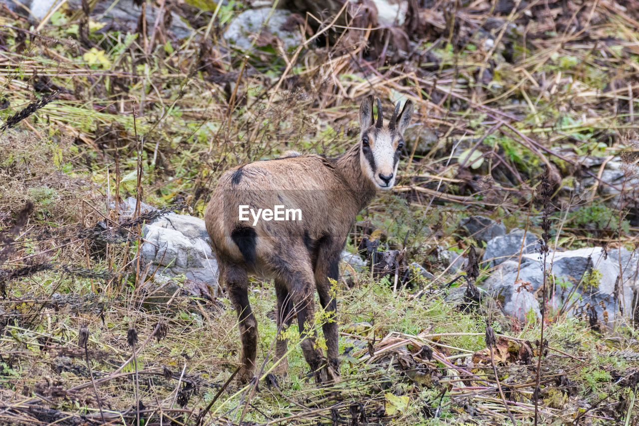 animal, animal themes, animal wildlife, mammal, wildlife, one animal, plant, land, nature, no people, field, grass, deer, day, domestic animals, outdoors, standing, herbivorous, tree