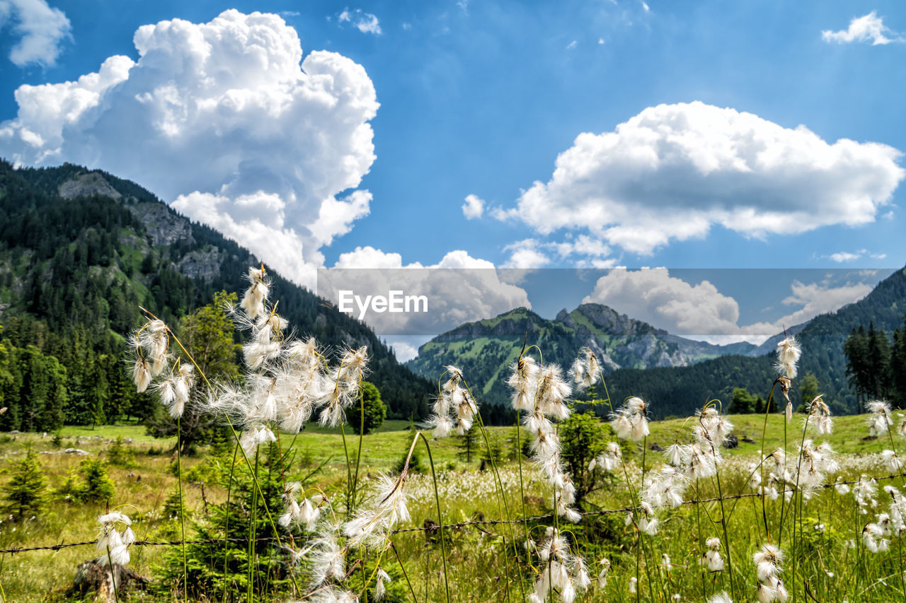 Scenic view of field and mountains against sky