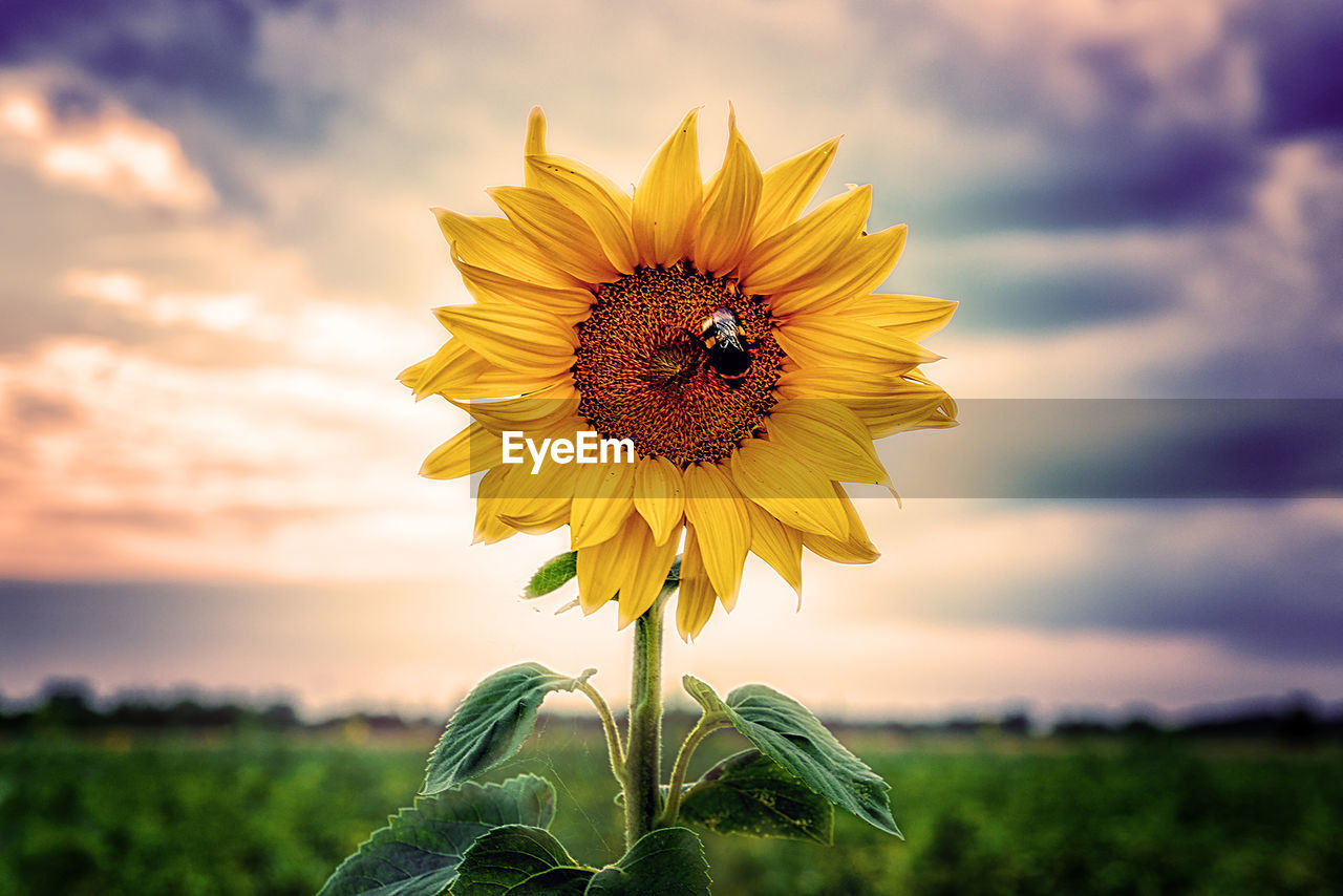 Close-up of sunflower