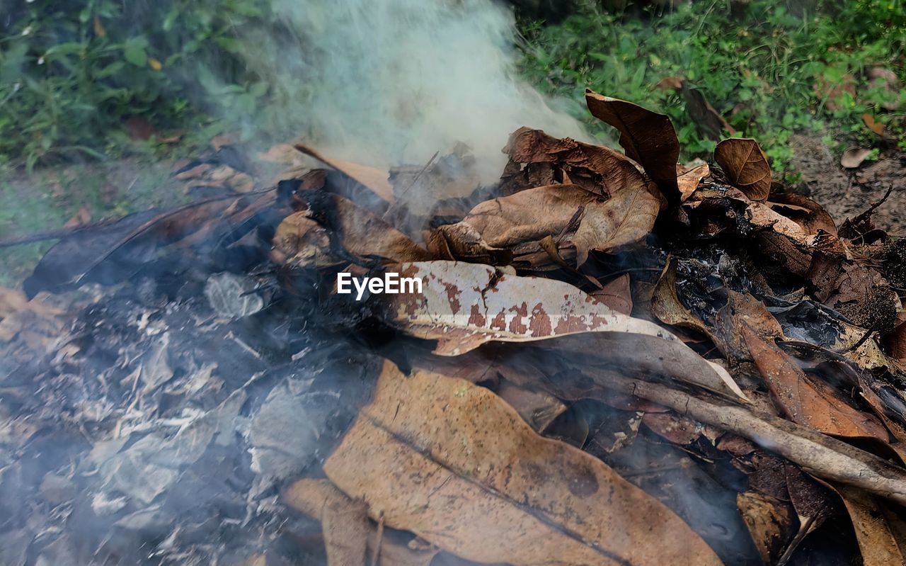 nature, smoke, land, leaf, burning, no people, fire, tree, day, forest, heat, plant, outdoors, flame, high angle view, environment, water, wildlife, wilderness, environmental issues, autumn, wood, log, plant part