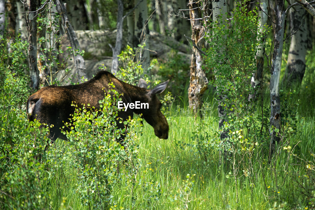 Moose in a forest