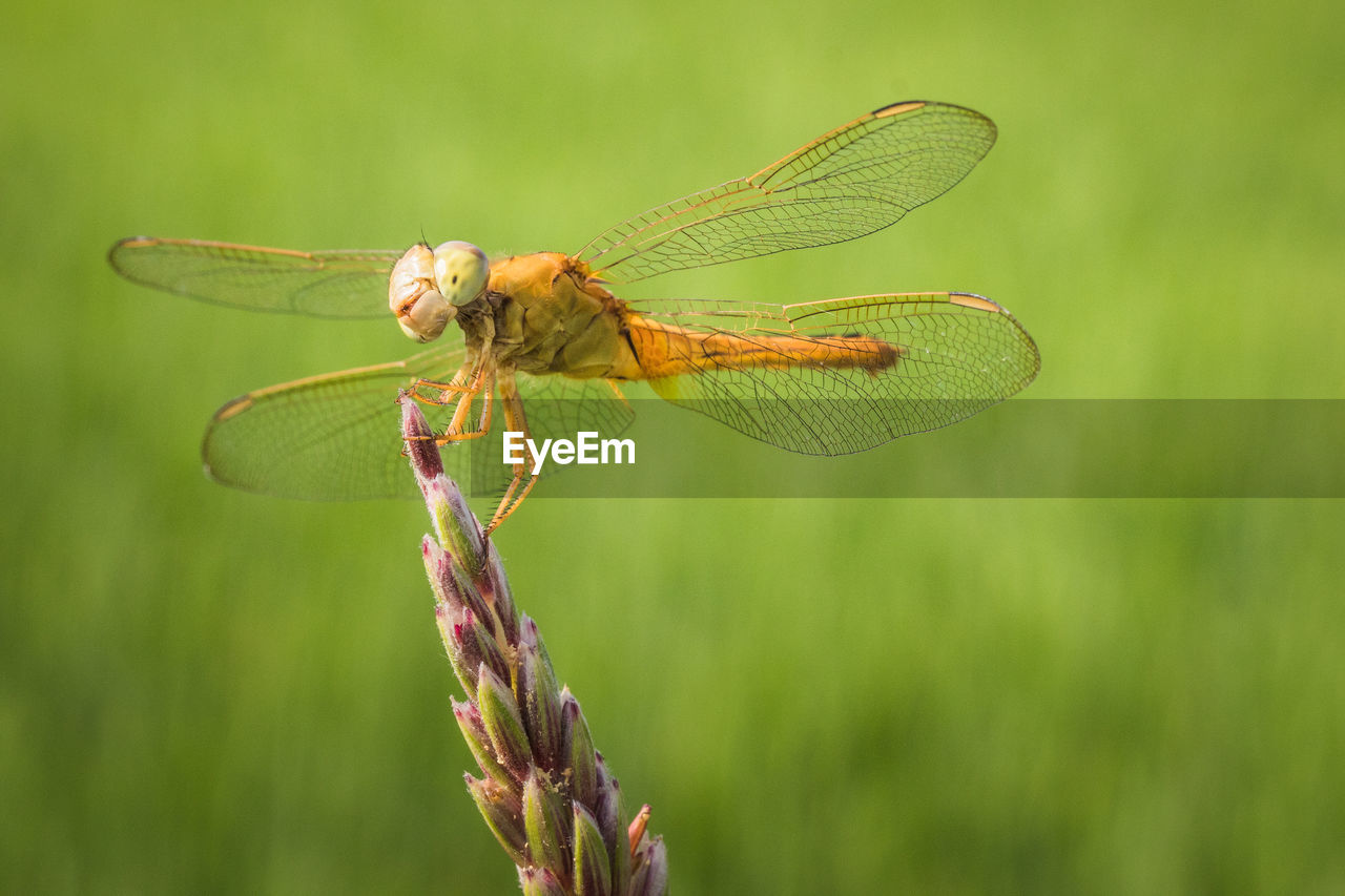 Macro image of yellow dragonfly resting on grass