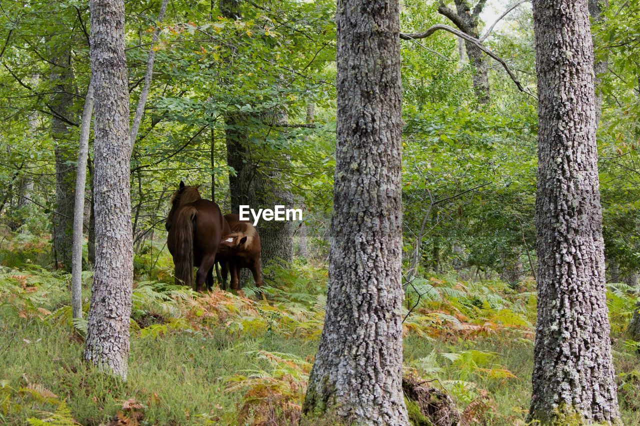 HORSES IN FOREST