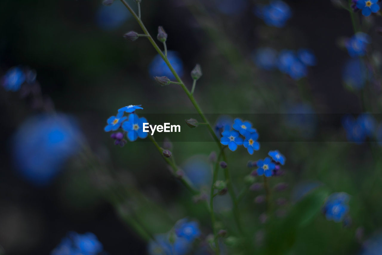 CLOSE-UP OF PURPLE FLOWERS BLOOMING AGAINST SKY