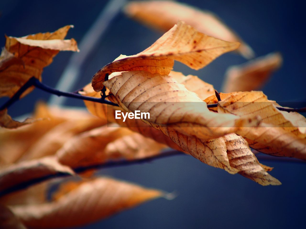 CLOSE-UP OF MAPLE LEAF AGAINST SKY