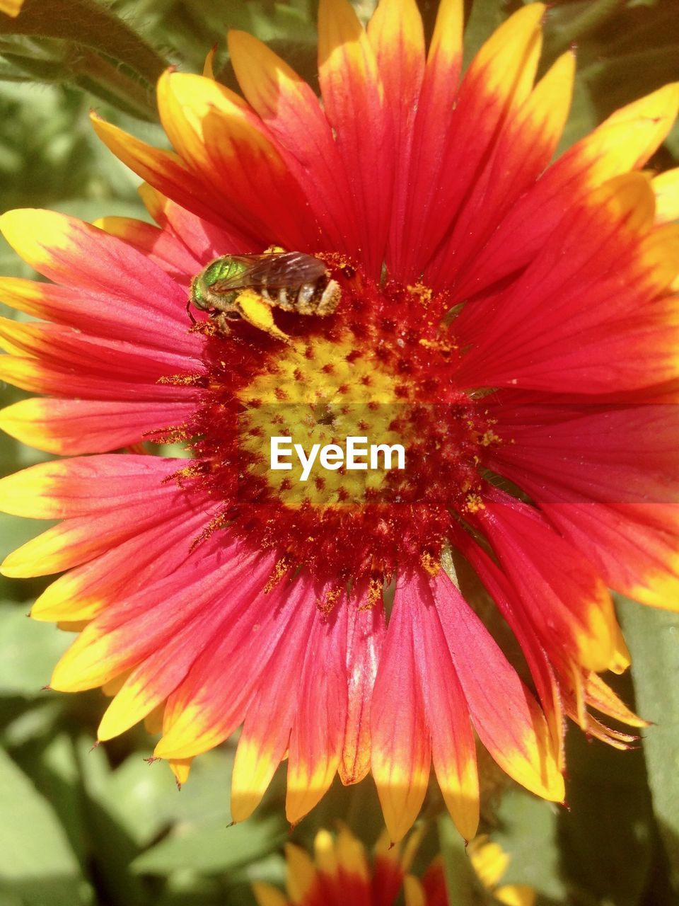 CLOSE-UP OF BEE POLLINATING ON FLOWER