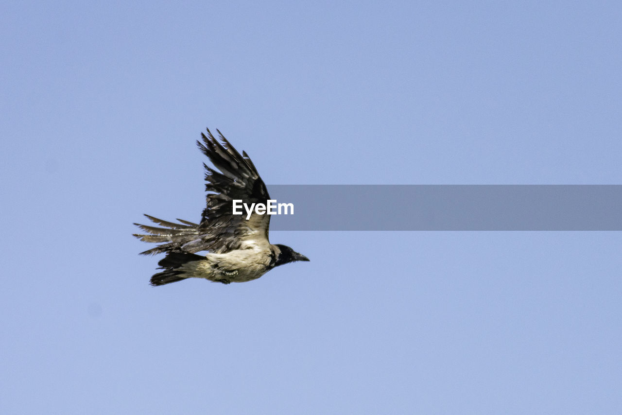 Low angle view of eagle flying against clear blue sky