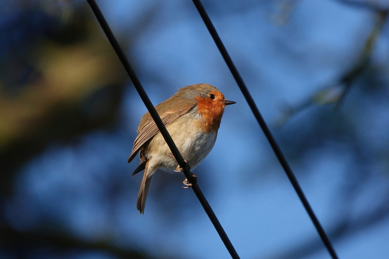 Low angle view of a robin perching on a wire