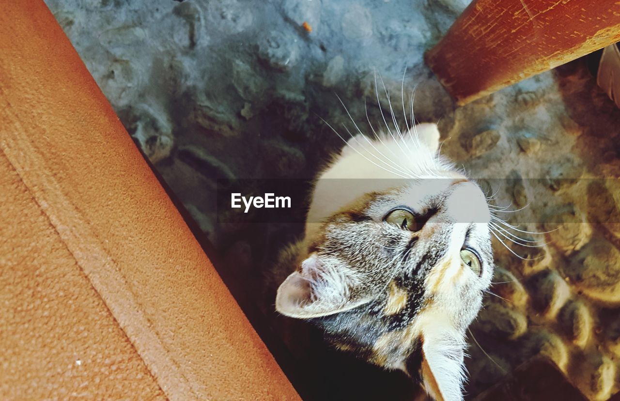 High angle view of cat