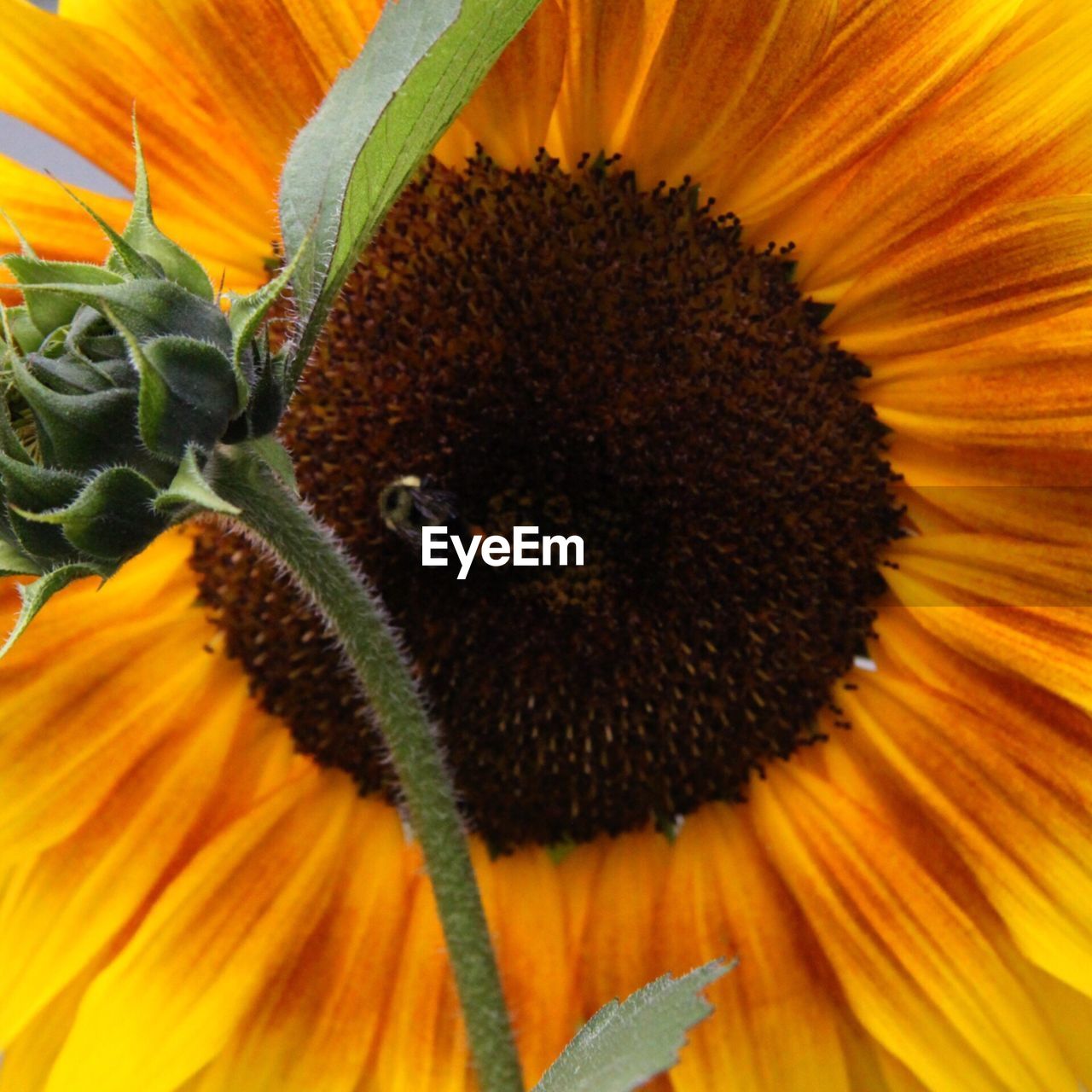 CLOSE-UP OF SUNFLOWERS