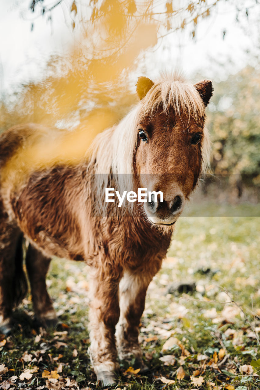 Horse standing in a forest