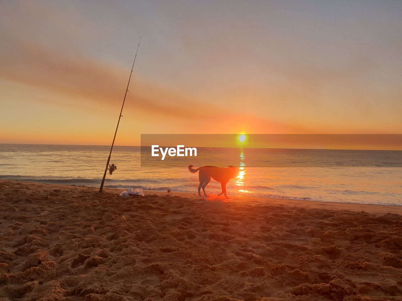 Dog on sea shore at beach against sky during sunset