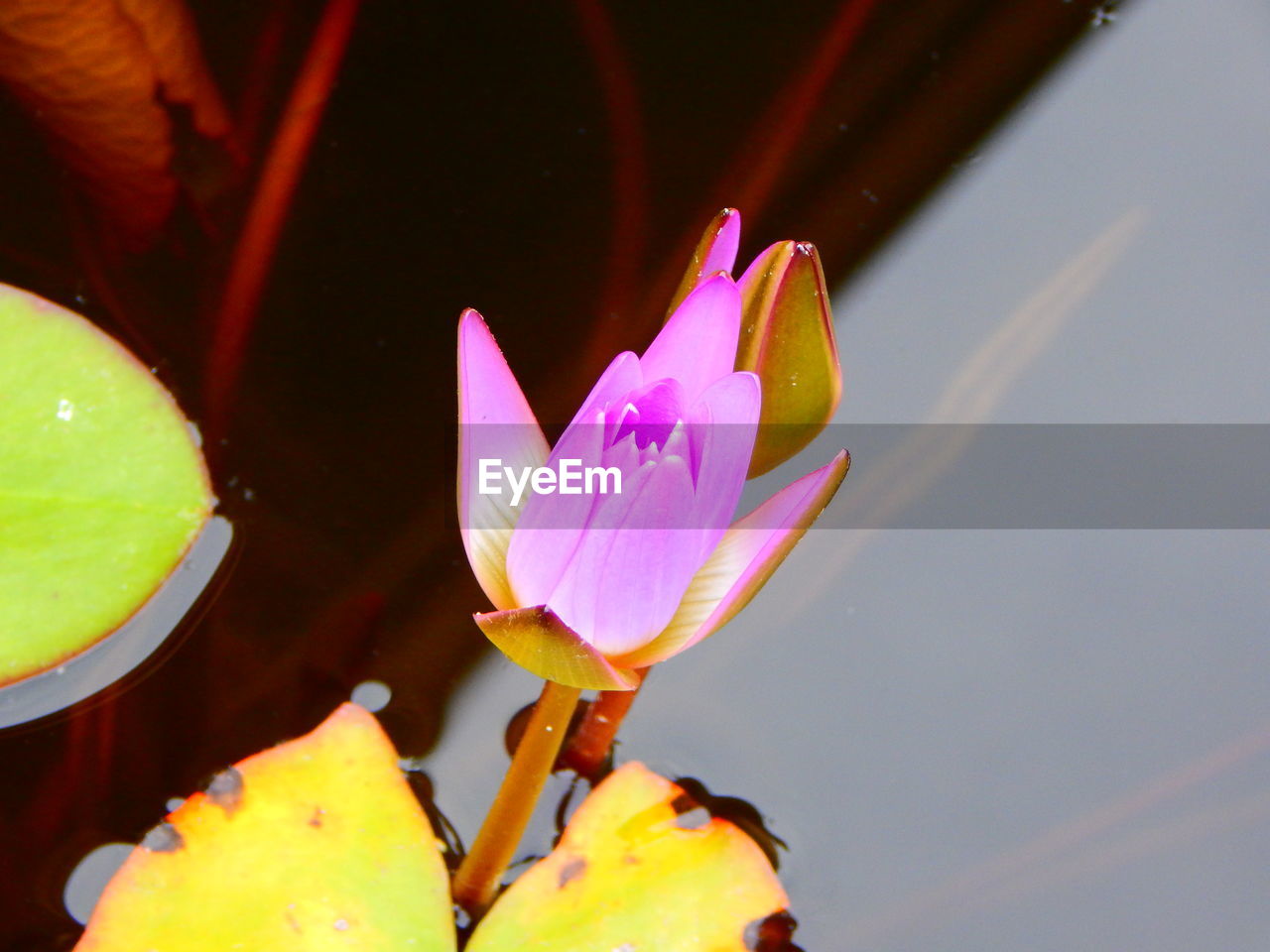 CLOSE-UP OF LOTUS WATER LILY