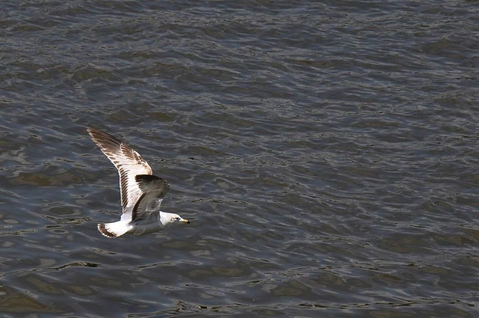 VIEW OF BIRDS IN WATER