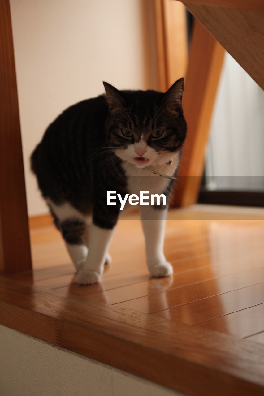 Cat lying on table