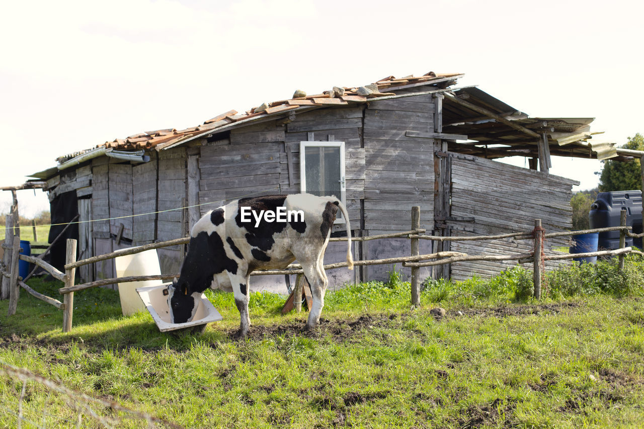 VIEW OF COWS ON FIELD