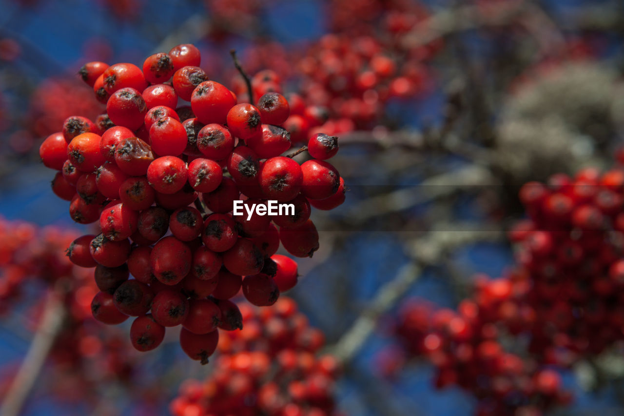 Low angle view of rowanberry tree against clear sky