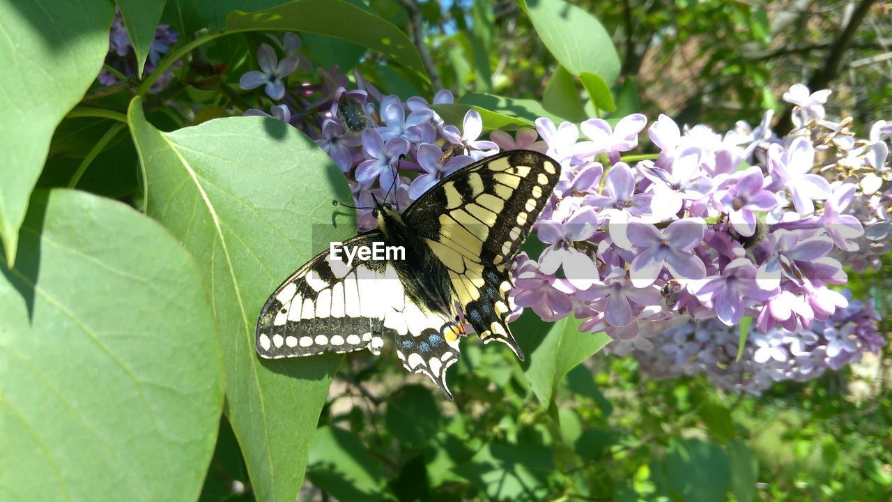 CLOSE-UP OF BUTTERFLY ON PURPLE FLOWER