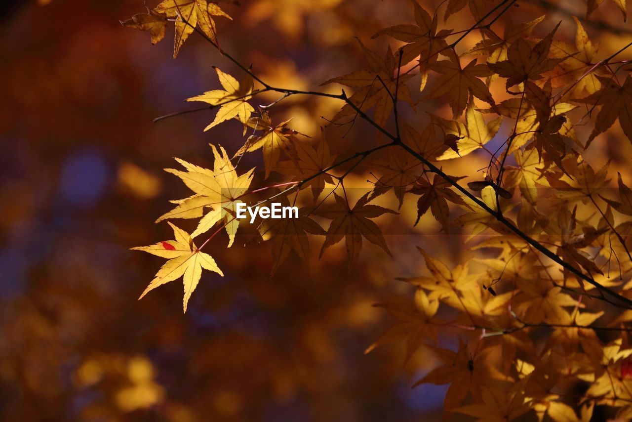 Close-up of maple tree