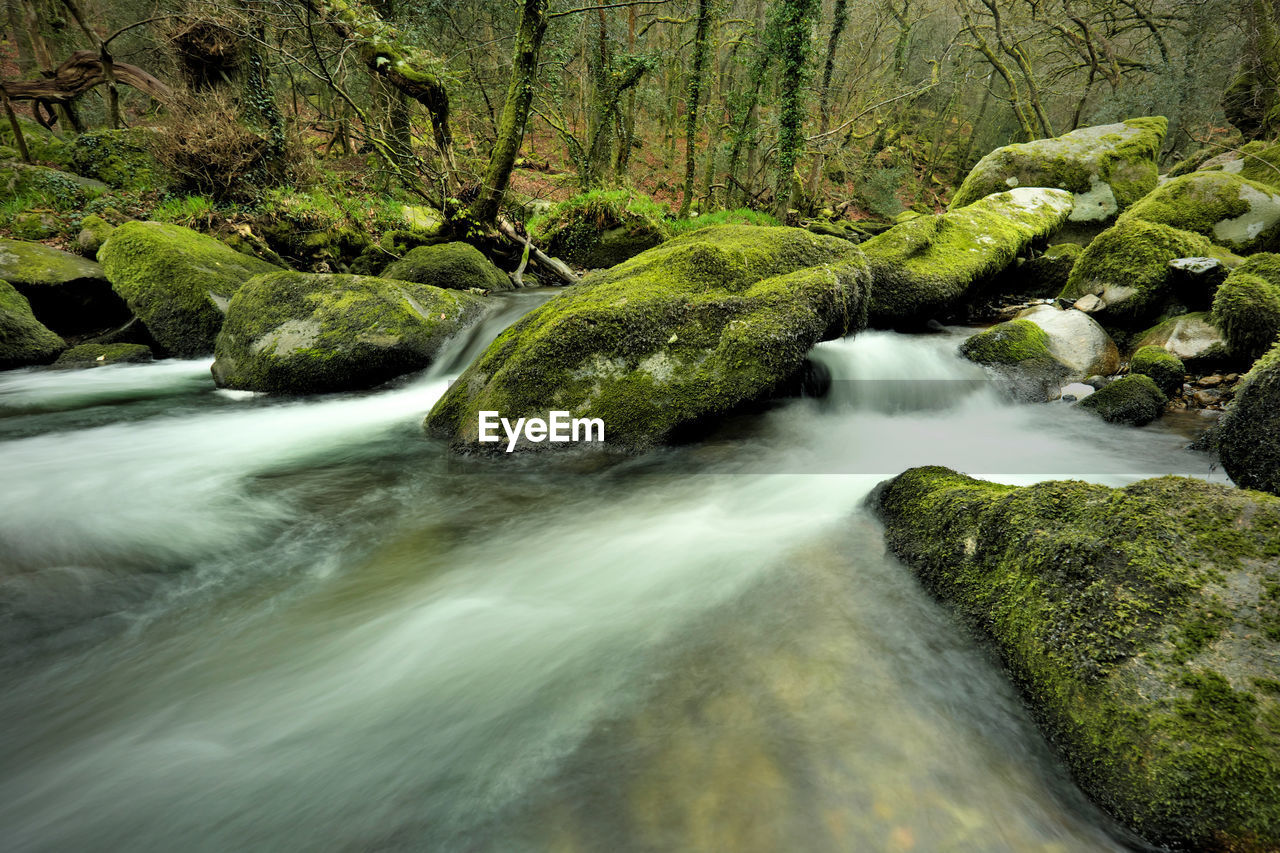 water, river, beauty in nature, scenics - nature, stream, nature, tree, forest, land, motion, plant, body of water, rapid, watercourse, environment, long exposure, rock, flowing water, waterfall, leaf, landscape, flowing, green, creek, no people, moss, blurred motion, water feature, autumn, non-urban scene, wilderness, tranquility, outdoors, tranquil scene, idyllic, natural environment, rainforest, woodland, day, growth, speed, foliage, lush foliage