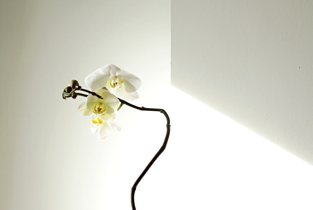 Close-up of fresh white orchids against wall