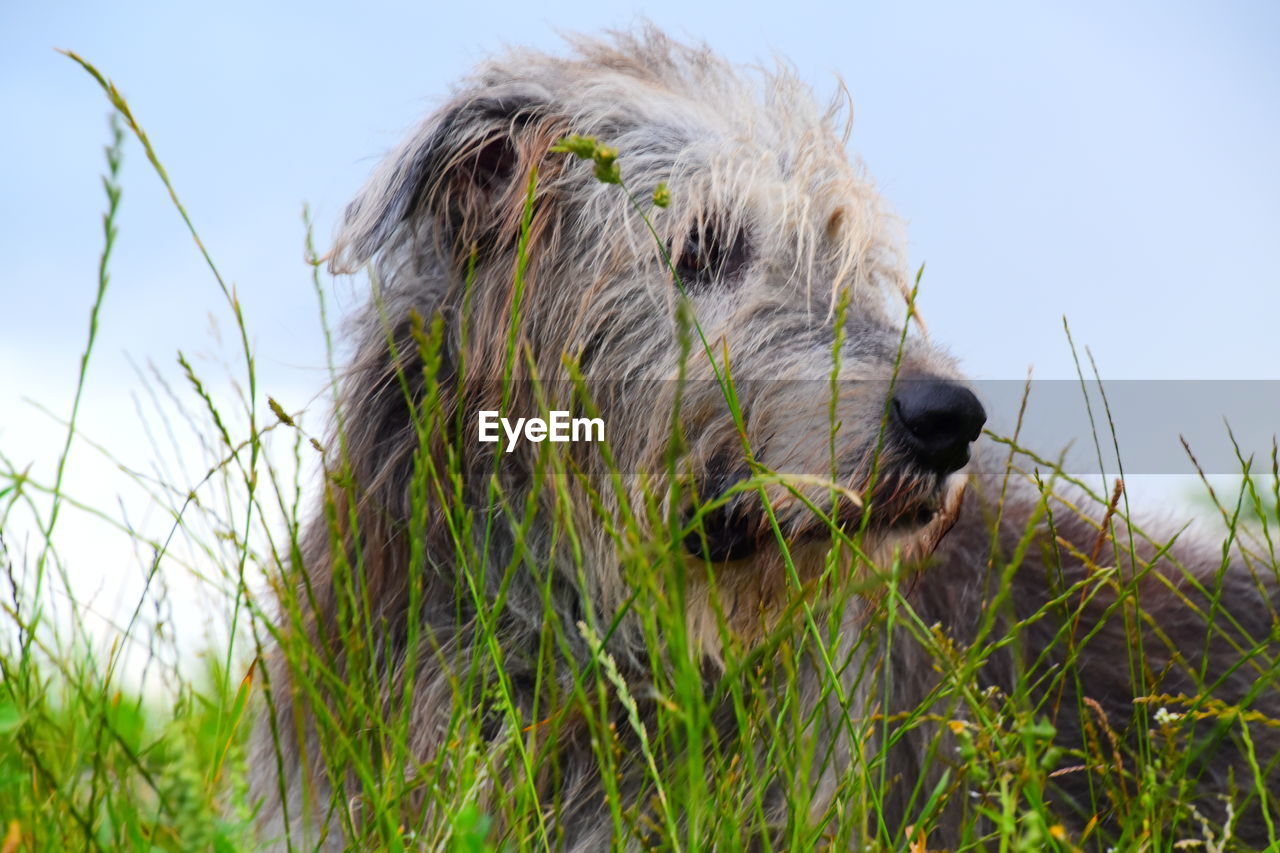 DOG IN A FIELD