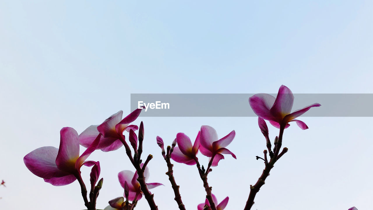 CLOSE-UP OF PINK FLOWERING PLANT AGAINST CLEAR SKY