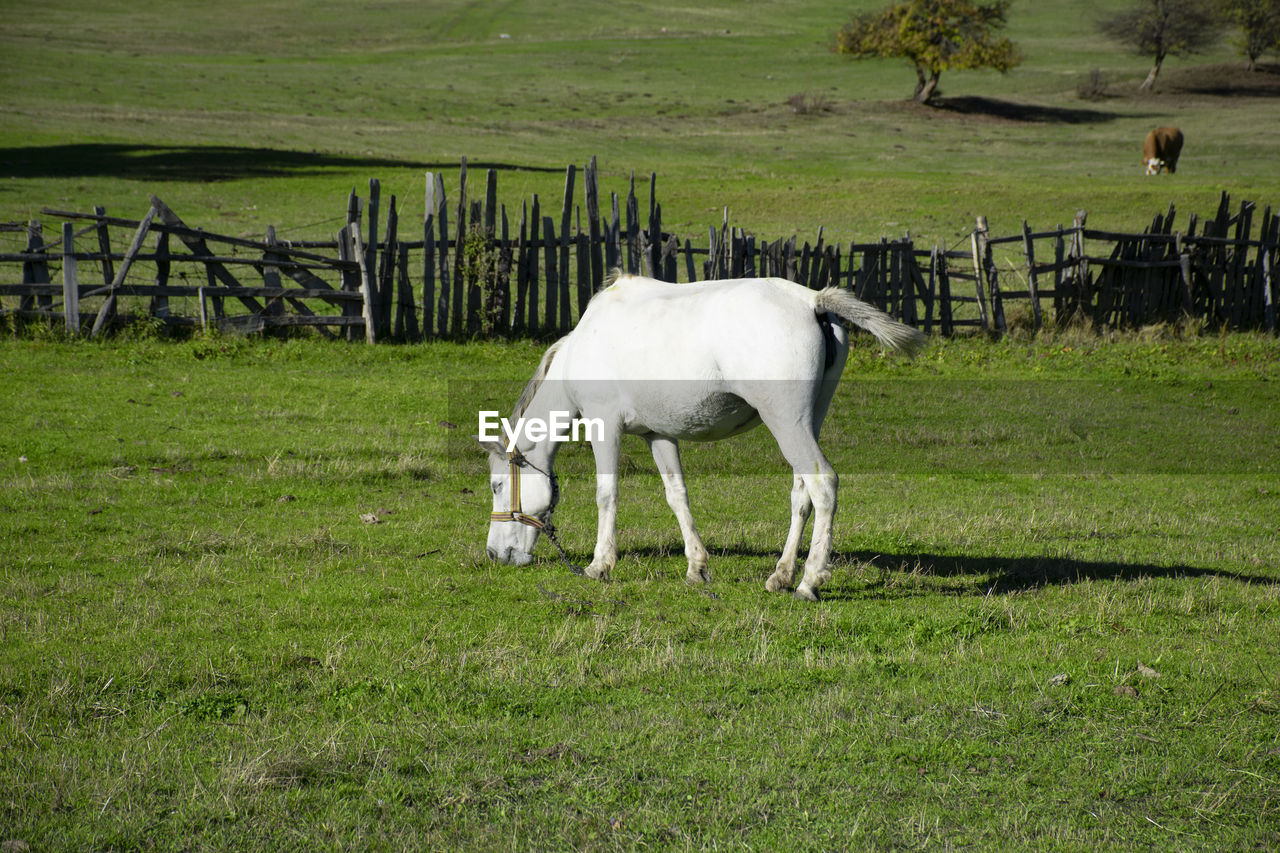 WHITE HORSE IN FARM