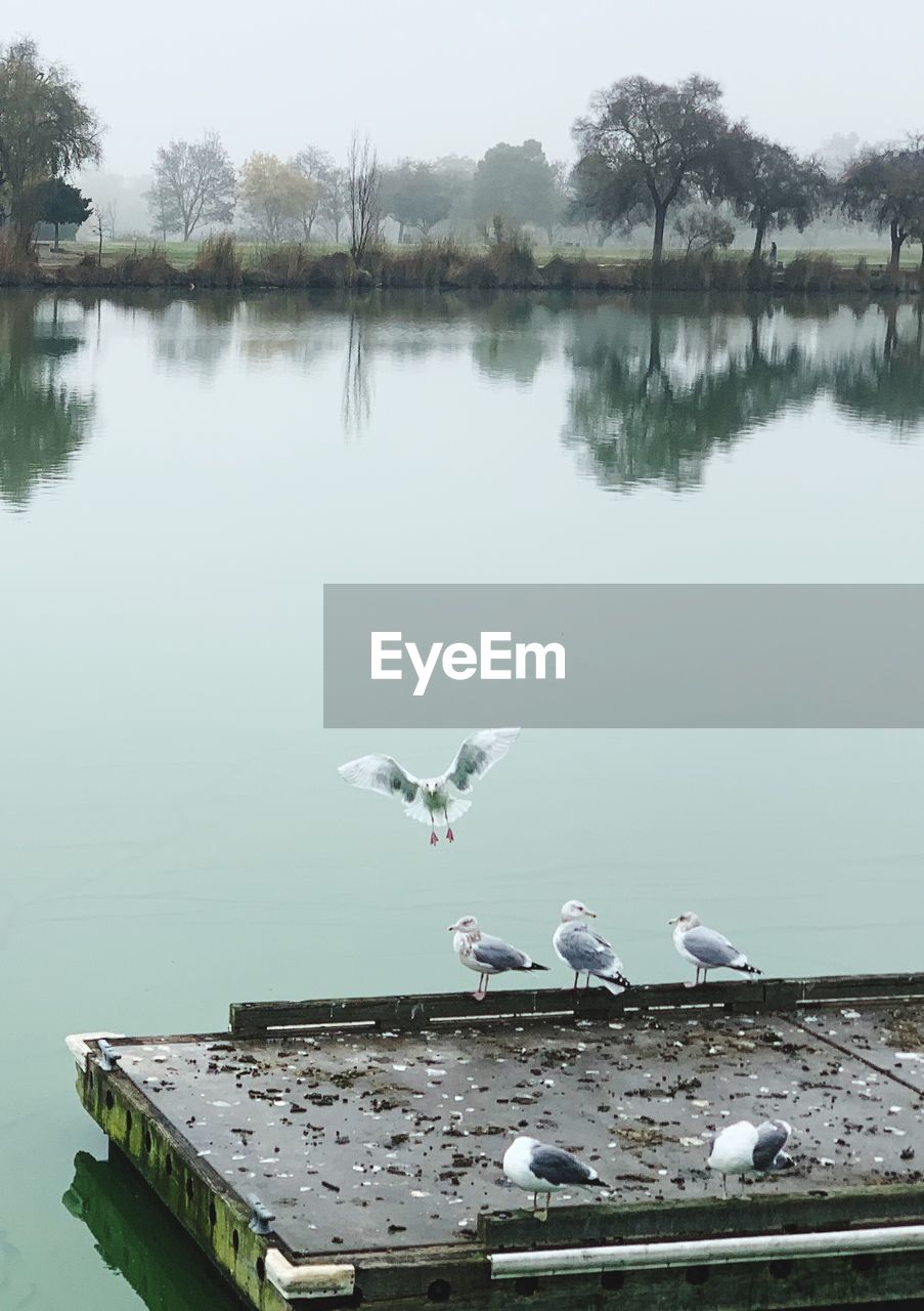 BIRDS IN LAKE