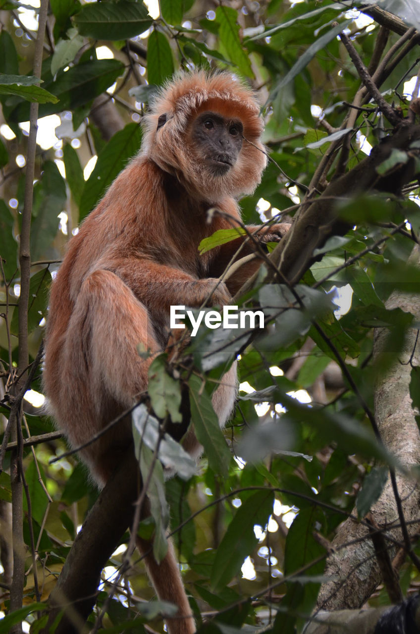 MONKEY SITTING ON TREE