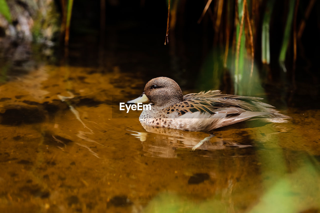 Mallard in the pond, beautiful wild duck swims in the water.